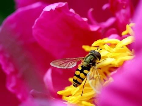What Brands Need To Know About The 'Social Media Honeycomb' | consumer psychology | Scoop.it
