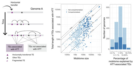 Extensive horizontal transfer of transposable elements shape fungal mobilomes | Brve | RMH | Scoop.it