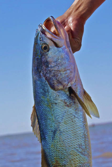 Paksu perse eebenpuu xxx