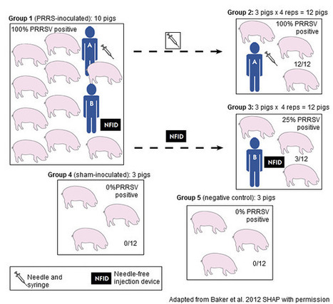 PRRS : Transdermal devices in PRRSV immunization (1/2) | Intra-Dermal drug delivery: Opportunities and Challenges? | Scoop.it