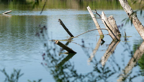 Le Rhin-Meuse infos n&deg;135 est en ligne !&nbsp; | Gestion de l'eau | Scoop.it