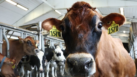 USDA animal and plant health staff exodus raises fears on farms | by Andrea Hsu | NPR.org | @The Convergence of ICT, the Environment, Climate Change, EV and HEV Transportation & Distributed Renewable Energy | Scoop.it