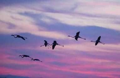 Le flamant rose, ambassadeur des milieux humides  | Camargue Nature | Scoop.it