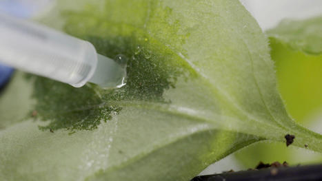 Researchers awarded slice of &pound;10million Government funds for vaccines development | Plant Molecular Farming | Scoop.it
