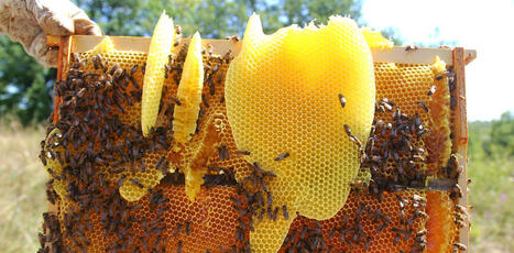 La contamination chimique des cires d&rsquo;abeille, un probl&egrave;me sanitaire qui passe sous les radars | EntomoNews | Scoop.it