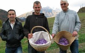 J&eacute;zeau. Fier producteur de safran | Vall&eacute;es d'Aure & Louron - Pyr&eacute;n&eacute;es | Scoop.it
