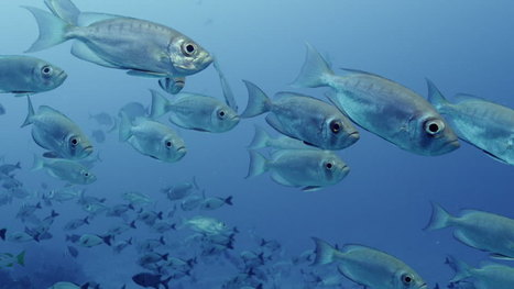 Us and Them | Culture, Civilization, Societal Institutions (Mod 1) | Scoop.it