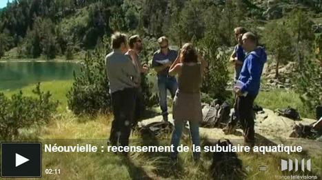 Recensement annuel de la subulaire aquatique dans la réserve du Néouvielle | Vallées d'Aure & Louron - Pyrénées | Scoop.it