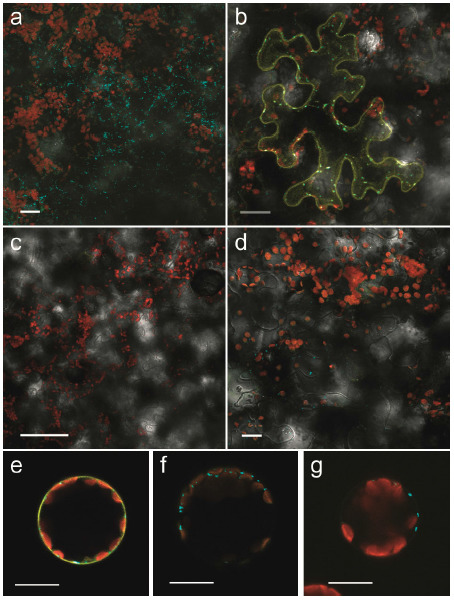 Significant reduction of BiFC non-specific assembly facilitates in planta assessment of heterotrimeric G-protein interactors | Plant Cell Biology and Microscopy | Scoop.it