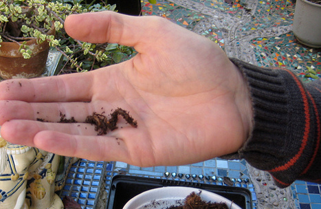 Vermicompost Right in Your Garden - Make a Worm Bucket | Bichos en Clase | Scoop.it