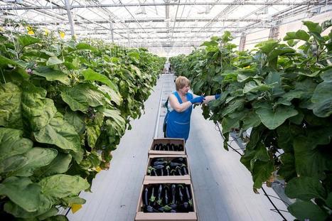 Russian car dealers go into agriculture | CONFLIT RUSSO-UKRAINIEN | Scoop.it