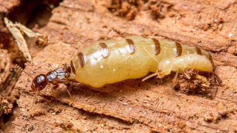 Des chercheurs ont découvert la phéromone de reconnaissance royale des termites, émise par les reines et les rois / Termite queen, king recognition pheromone identified | EntomoNews | Scoop.it