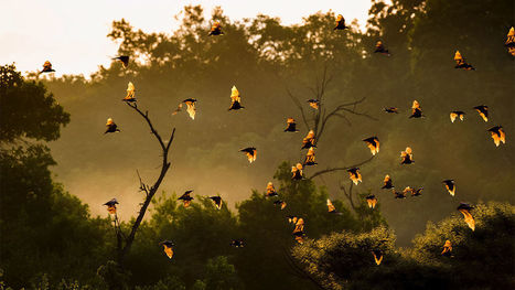 Bats without sonar shed light on evolution of echolocation | Biodiversit&eacute; | Scoop.it