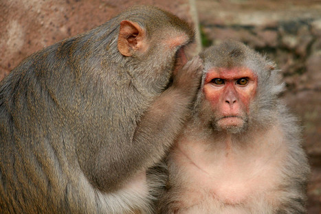 Monkey Brain Area Keeps Count of Kindnesses | Science News | Scoop.it