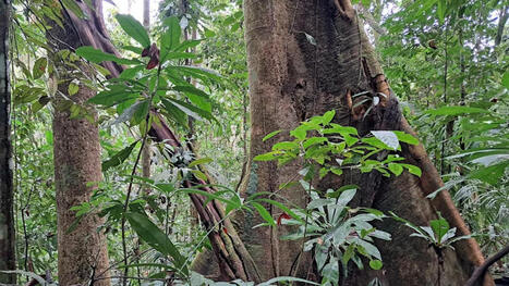 To reach net-zero, reverse current policy and protect largest trees in Amazon, urge scientists | RAINFOREST EXPLORER | Scoop.it