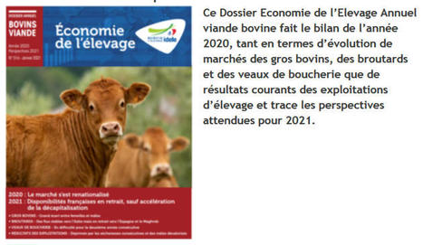 [Dossier annuel bovins viande] 2020 restera dans les mémoires | Actualité Bétail | Scoop.it