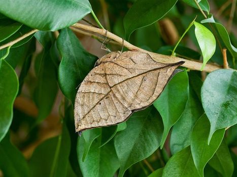 Mystery Solved? How Butterflies Came to Look Like Dead Leaves | Rainforest CLASSROOM | Scoop.it