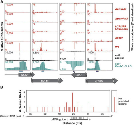 CRISPR RNA-Dependent Binding and Cleavage of Endogenous RNAs by the Campylobacter jejuni Cas9 | RMH | Scoop.it