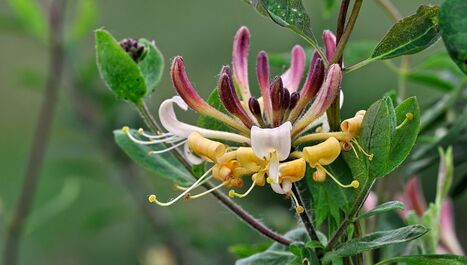 Feuilles grignotées ? L’otiorhynque sévit sur le chèvrefeuille | Les Colocs du jardin | Scoop.it