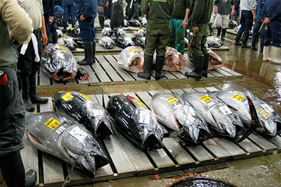 Countries to discuss plunging bluefin tuna stocks in Pacific Ocean | Coastal Restoration | Scoop.it