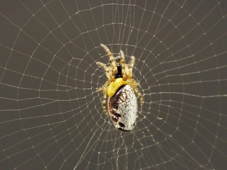 Cette petite larve jaune manipule une araignée pour lui faire construire le plus résistant des cocons… avant de la manger | EntomoNews | Scoop.it