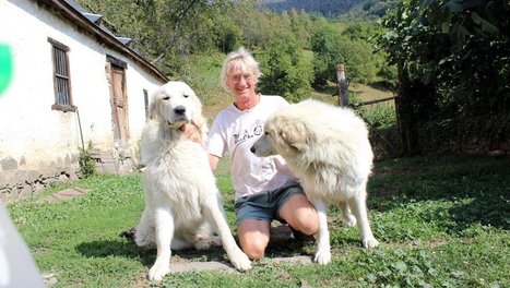 Le Patou, ambassadeur des Pyrénées à travers le monde | Agence Touristique des Vallées de Gavarnie | Scoop.it