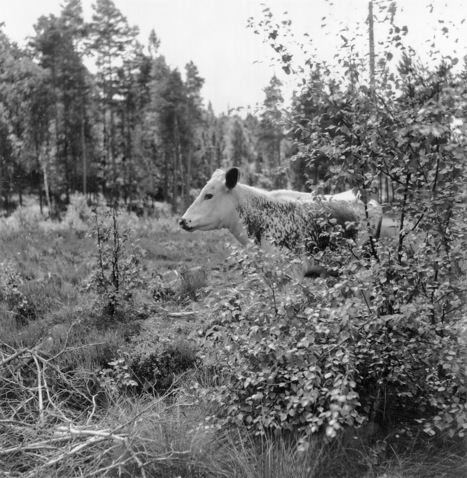 Sukututkijan loppuvuosi: Ovatko kaikki ruotsinsuomalaiset metsäsuomalaisia? | 1Uutiset - Lukemisen tähden | Scoop.it