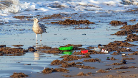 Les pétrels, espèces sentinelles de la pollution plastique des mers - Pour la Science | Biodiversité | Scoop.it