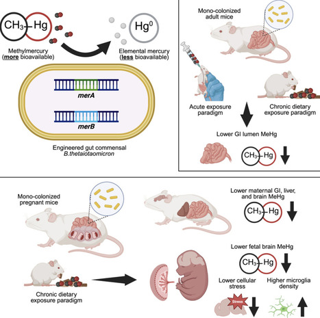 An engineered gut bacterium protects against dietary methylmercury exposure in pregnant mice | chm | RMH | Scoop.it