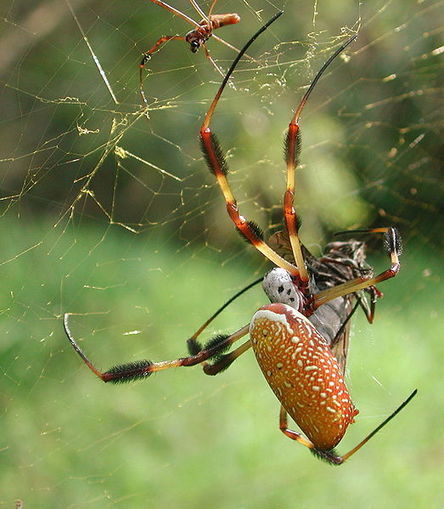 L’araignée sait compter ses proies | EntomoNews | Scoop.it