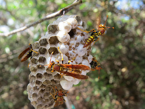 The Invasive Paper Wasp Nuisance in Galapagos | Galapagos | Scoop.it