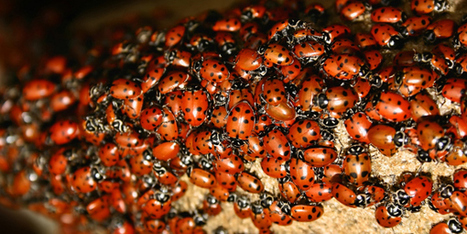 Coccinelle asiatique : elle envahit la France et s'agglutine aux fenêtres | Toxique, soyons vigilant ! | Scoop.it