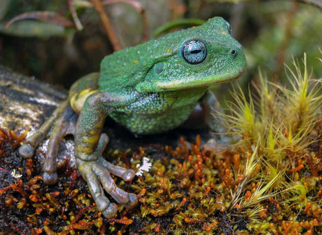 Une nouvelle espèce de grenouille découverte en forêt amazonienne péruvienne | Histoires Naturelles | Scoop.it