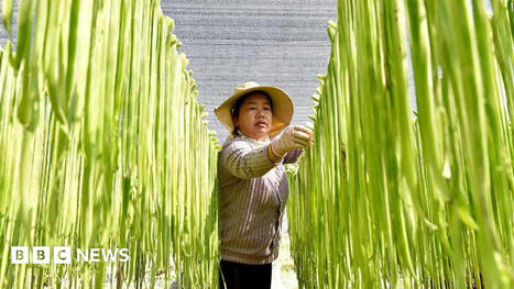 China should stop hoarding food and fertiliser, says former World Bank chief | International Economics: IB Economics | Scoop.it