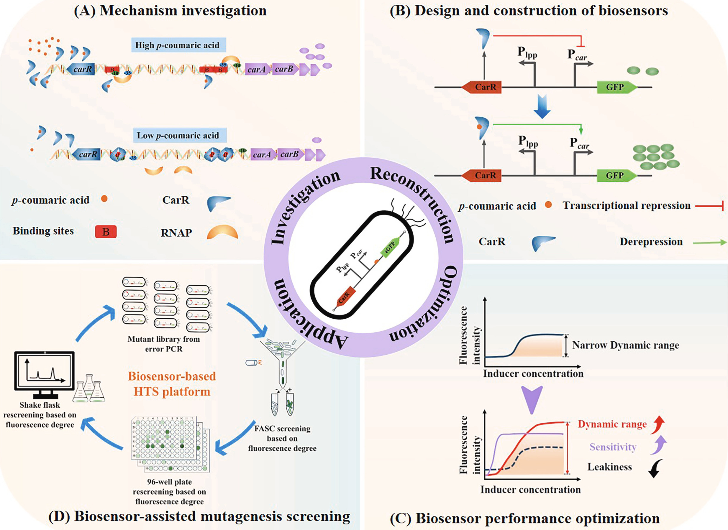 Engineering a biosensor based high-throughput s...
