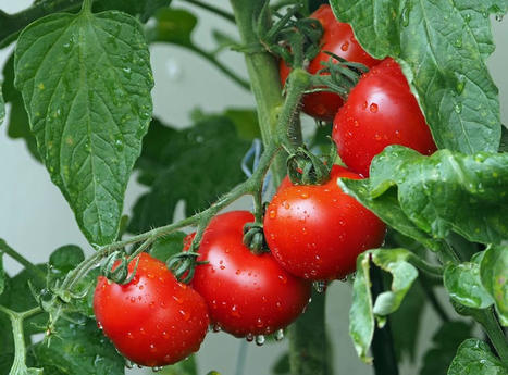 MAROC : Pourquoi les agriculteurs fran&ccedil;ais et europ&eacute;ens sont contre les exportations des tomates marocaines ?&nbsp; | CIHEAM Press Review | Scoop.it