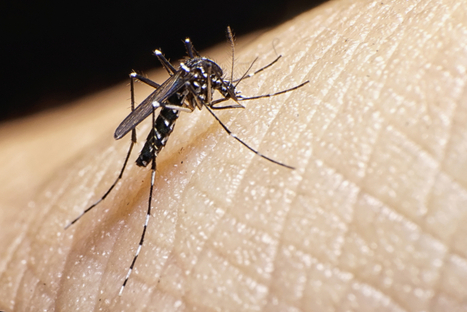 Chikungunya, dengue, Zika, virus West Nile&nbsp;: &eacute;voquer le&nbsp;diagnostic, m&ecirc;me en m&eacute;tropole | EntomoScience | Scoop.it