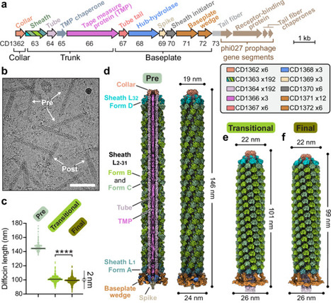 Atomic structures of a bacteriocin targeting Gr...