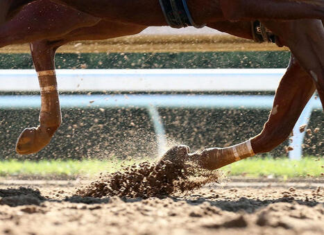 Horse Racing Alberta Unveils Roadmap To Strengthen The Sport | Racing Regulatory Issues | Scoop.it