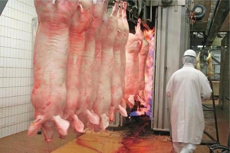 Porc : retour aux achats de l’abattoir Kermené | La Gazette des abattoirs | Scoop.it
