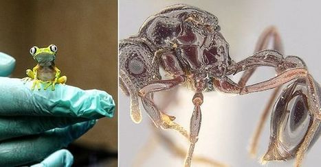 Les grenouilles, utiles à la recherche sur les insectes | EntomoNews | Scoop.it