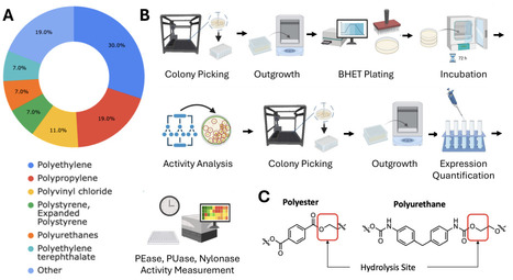 Directed Evolution of Multimodal Plastic Degrading Enzymes | brvbe | RMH | Scoop.it