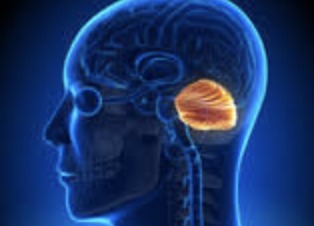 New Gene Therapy Approach Eliminates at Least 90% Latent Herpes Simplex Virus 1 | Virus World | Scoop.it