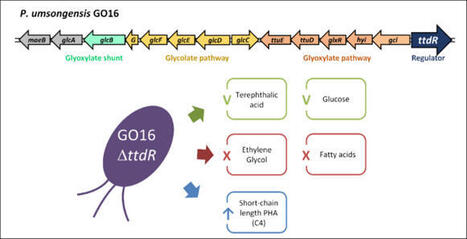 LysR-type transcriptional regulator TtdR regulates both ethylene glycol&nbsp;and polyhydroxyalkanoate (PHA) metabolism in Pseudomonas umsongensis GO16 | Applied Microbiology and Biotechnology | Springer... | RMH | Scoop.it