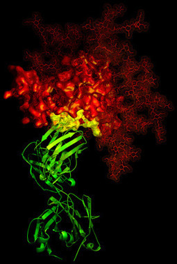 New hopes: Immunotherapy for HIV Infection? | Immunopathology & Immunotherapy | Scoop.it
