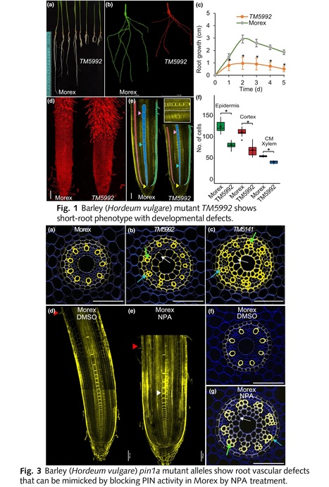 The auxin efflux carrier PIN1a regulates vascular patterning in cereal roots | Twisted Extracts Shop | Scoop.it