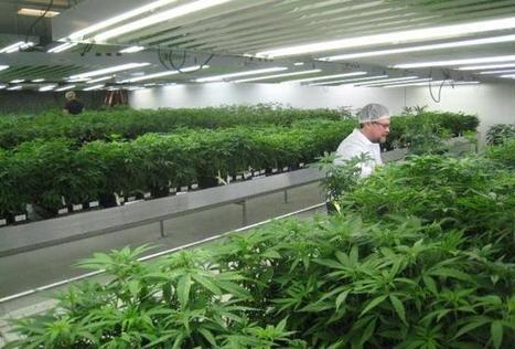 Medical Cannabis a Pawn for Big Players | Beckley News : Cannabis - Marijuana | Scoop.it