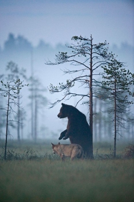Pendant 10 jours, un photographe a suivi une louve et un ours: il ne pouvait pas en croire ses yeux | GREENEYES | Scoop.it