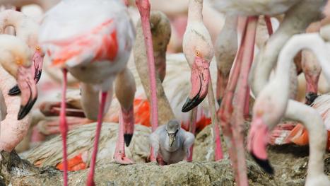 La Carmague, une région fragilisée | WWF France | Camargue Nature | Scoop.it