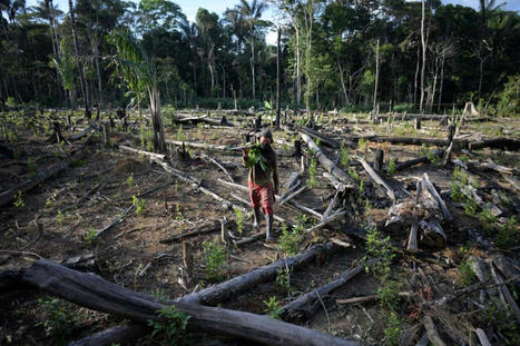 Global forest destruction continues despite COP26 deforestation pledge | Stage 5 Sustainable Biomes | Scoop.it